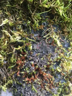 Whiskered Jelly Lichen thumbnail 2