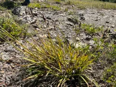 black-and-white sedge thumbnail 1