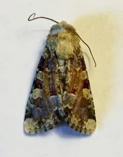 Oligia rampartensis thumbnail 4