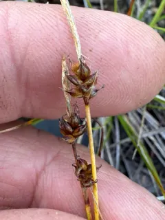 weak arctic sedge thumbnail 2