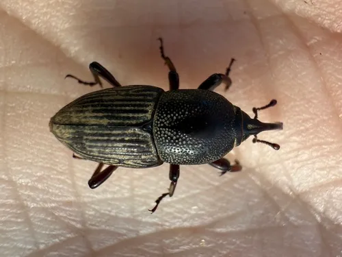 Sphenophorus necydaloides
