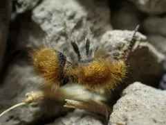 Sphaeropthalma edwardsii thumbnail 2