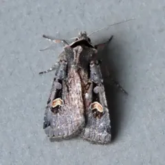 Adelphagrotis indeterminata thumbnail 2