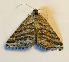 Digrammia nubiculata thumbnail 2
