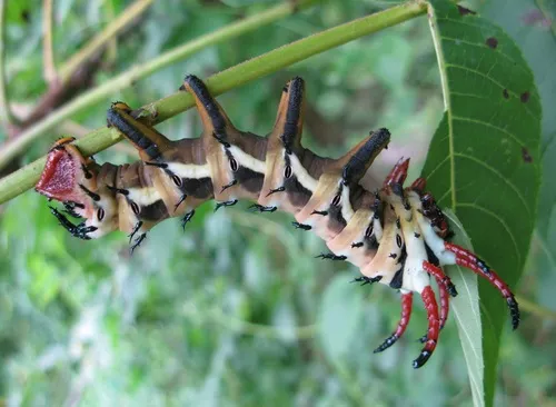 Regal Moth
