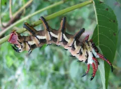 Regal Moth thumbnail 1