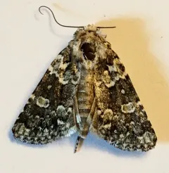 Collared Arches Moth thumbnail 2