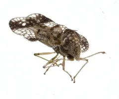 Birch Lace Bug thumbnail 1