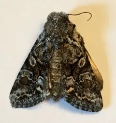 Lacinipolia pensilis thumbnail 1