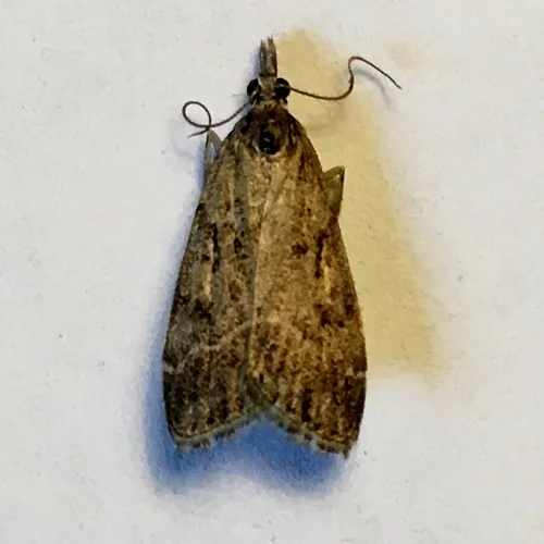 Eudonia rectilinea