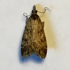 Eudonia rectilinea thumbnail 1