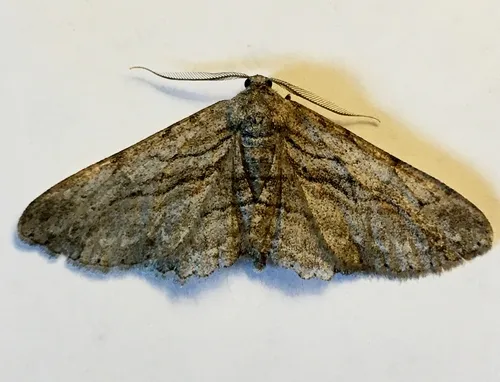 Mountain Mahogany Looper Moth