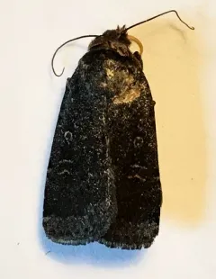 Dark Dart thumbnail 3