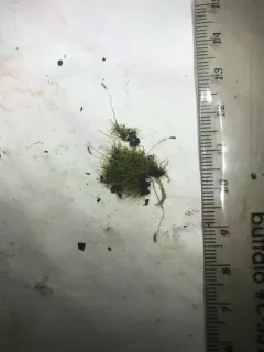 Algal Thread Moss thumbnail 3