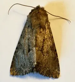 Apamea longula thumbnail 2