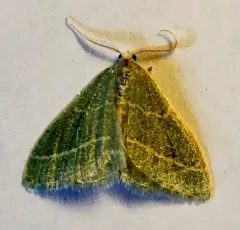 Chlorochlamys triangularis thumbnail 1
