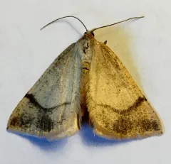 Bordered Fawn Moth thumbnail 4