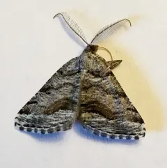Macaria colata thumbnail 2