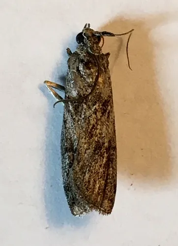 Phobus brucei