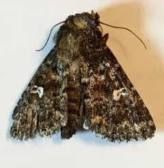 White-spotted Properigea Moth thumbnail 3