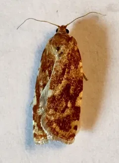 Sugar Pine Tortrix Moth thumbnail 2