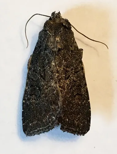 Aseptis fumosa