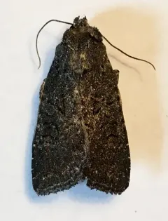 Aseptis fumosa thumbnail 1
