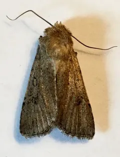 Euxoa choris thumbnail 2