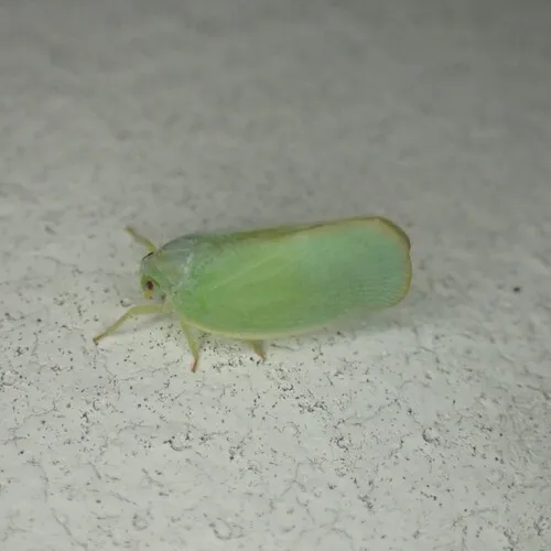 Ormenoides venusta