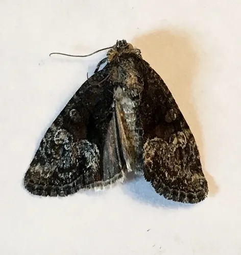 Neoligia albirena