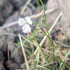 Grass-leaved Arrowhead thumbnail 2