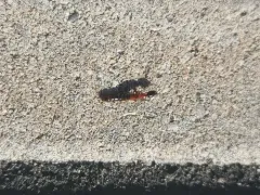 Elegant Rove Beetle thumbnail 3