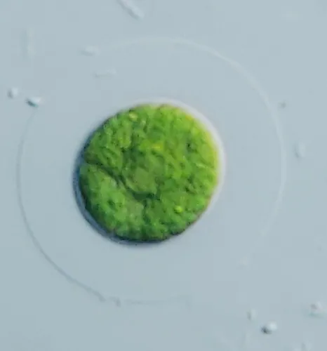 Planktosphaeria gelatinosa