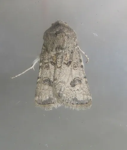 Agrotis rileyana