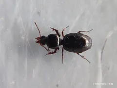 Dyschirius sphaericollis thumbnail 2