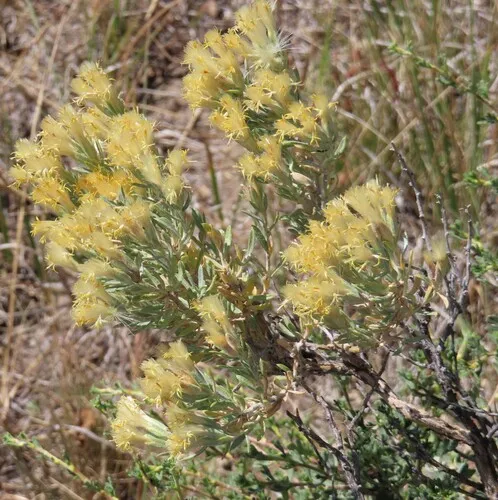 Spineless Horsebrush