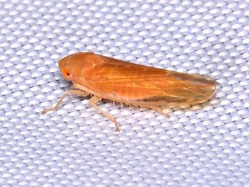 Colladonus holmesi