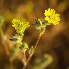 common hareleaf thumbnail 2