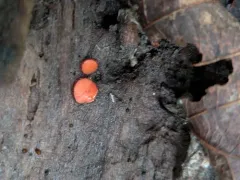 Scutellinia crinita thumbnail 2