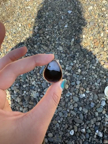 Onyx Slippersnail
