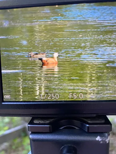 Ruddy Shelduck