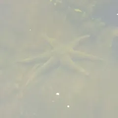 Polar Six-rayed Star thumbnail 2