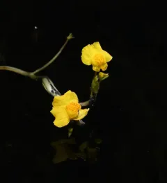 Utricularia tenuicaulis thumbnail 2