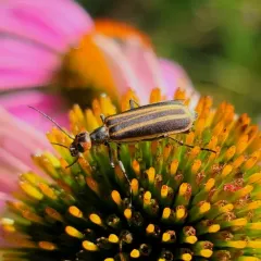 Striped Blister Beetle thumbnail 3