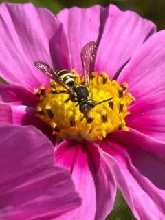 Bounded Nomad Bee thumbnail 1