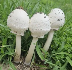 Green-spored Parasol thumbnail 2