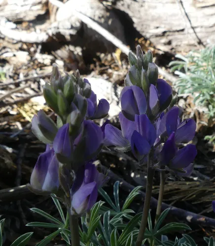 Mt. Eddy Lupine