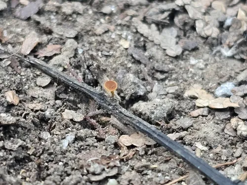 Lanzia longipes
