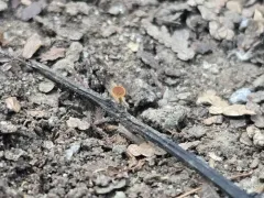 Lanzia longipes thumbnail 1