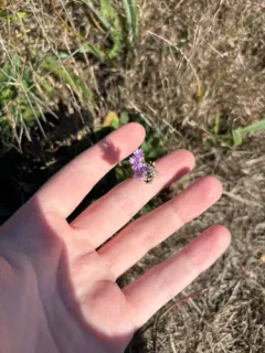Algerian sea lavender thumbnail 2